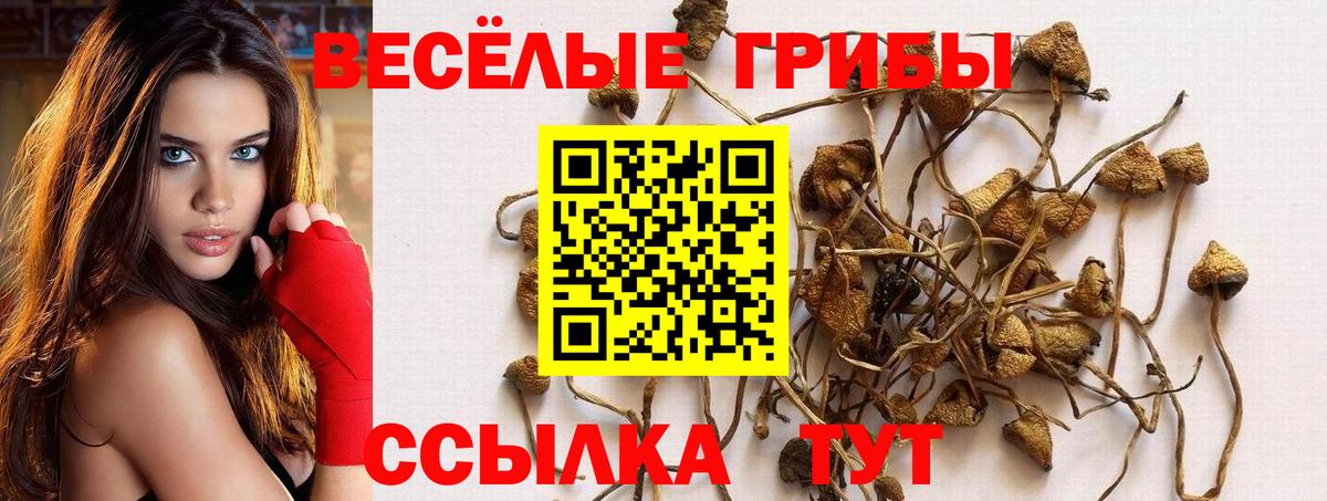 Псилоцибиновые грибы Psilocybine cubensis Бузулук